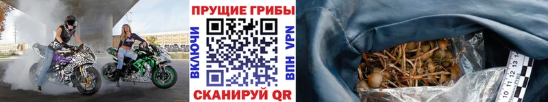 MEGA зеркало  darknet состав  Псилоцибиновые грибы Psilocybine cubensis  Октябрьск 